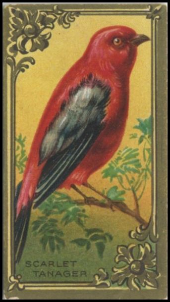 29 Scarlet Tanager